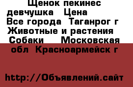 Щенок пекинес девчушка › Цена ­ 2 500 - Все города, Таганрог г. Животные и растения » Собаки   . Московская обл.,Красноармейск г.